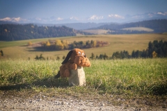 8. Ciapek wędruje po Słowacji... Okolice wsi Nowoć. Beskid Kysucki, Słowacja